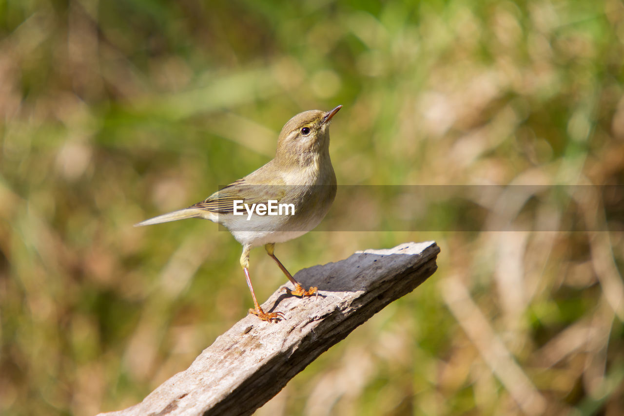 Willow warbler in clearing sitting on a branch