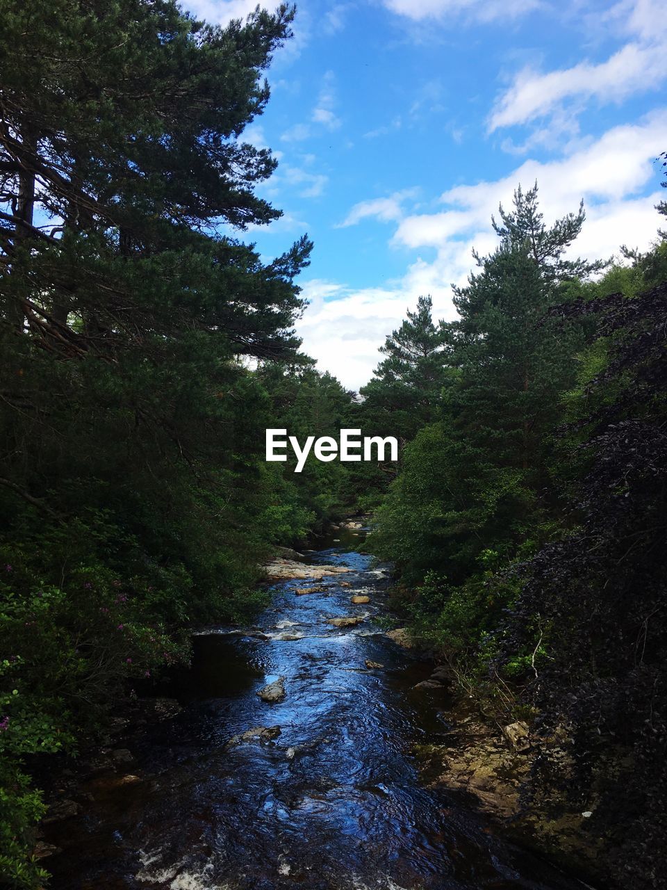 RIVER FLOWING AMIDST TREES IN FOREST AGAINST SKY