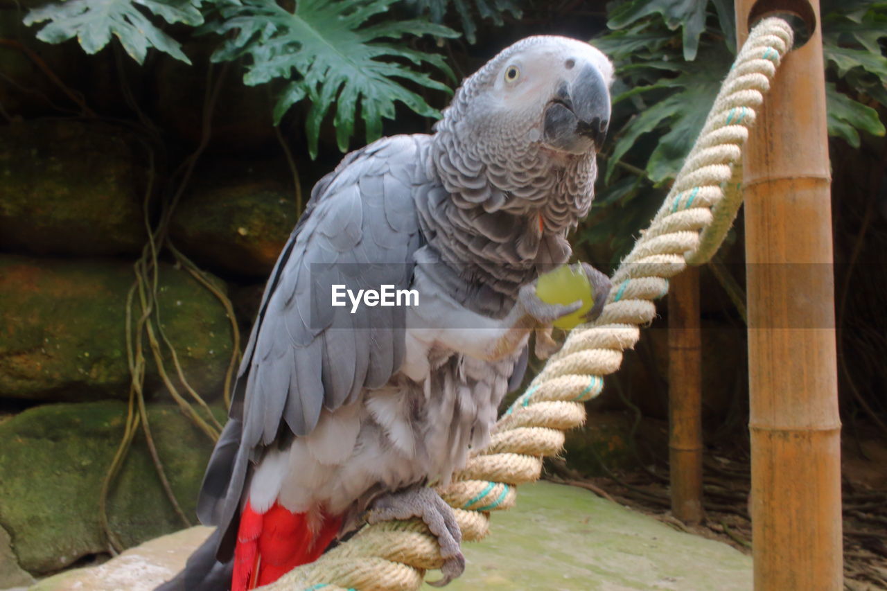 CLOSE-UP OF PARROT PERCHING ON BRANCH