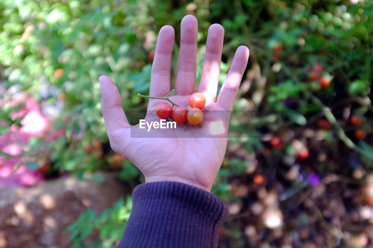 Cropped hand showing red cherry tomatoes