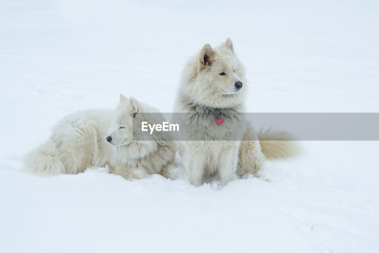 WHITE DOG ON SNOW COVERED FIELD