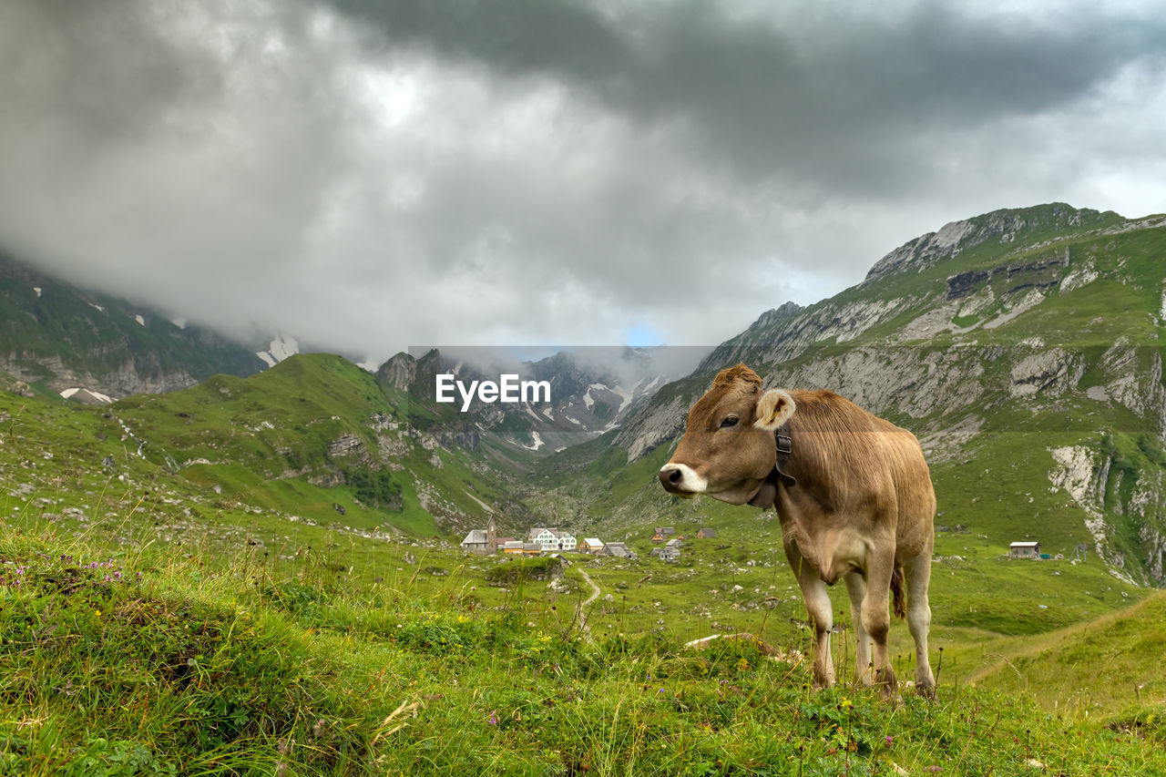 There is a cattle on the meadow in front of the meglisalp. mountains with snow in the background