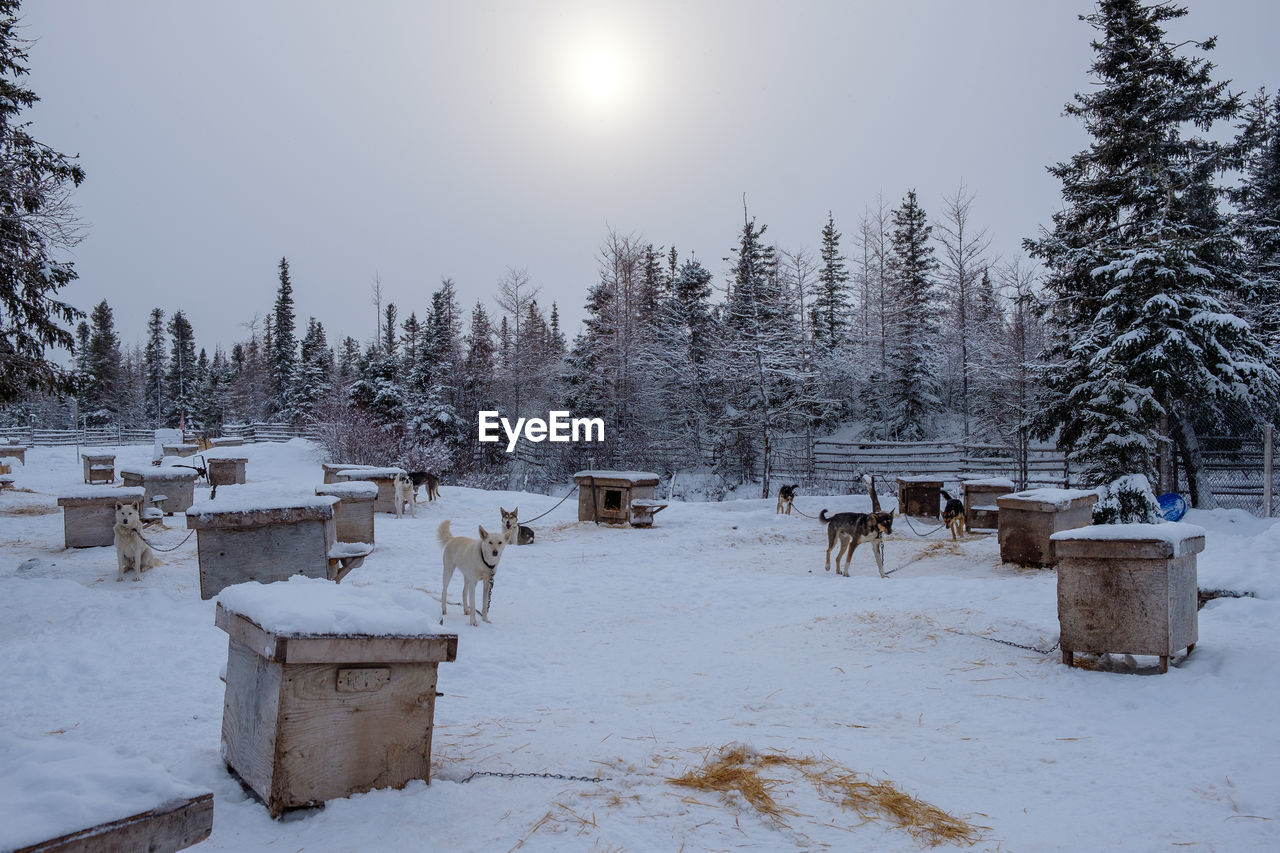 Open air kennel with sled dogs near churchill, manitoba, canada