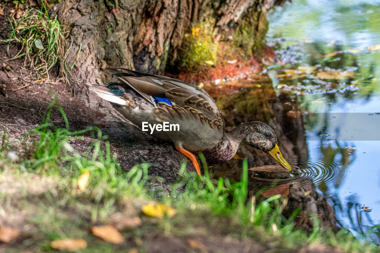 animal themes, animal, nature, animal wildlife, wildlife, bird, duck, water, lake, plant, one animal, ducks, geese and swans, mallard, water bird, no people, poultry, day, mallard duck, tree, outdoors, selective focus, beauty in nature, grass, wetland, lakeshore