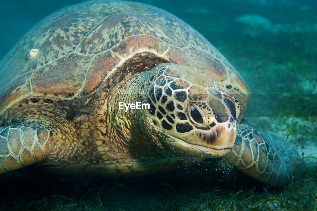 CLOSE-UP OF TURTLE IN SEA AGAINST BLURRED BACKGROUND