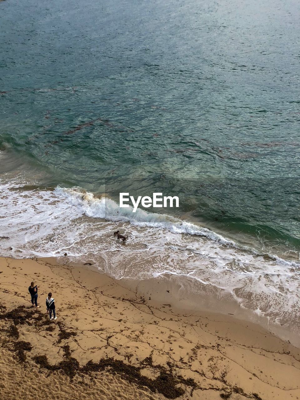 High angle view of people and dogs at beach