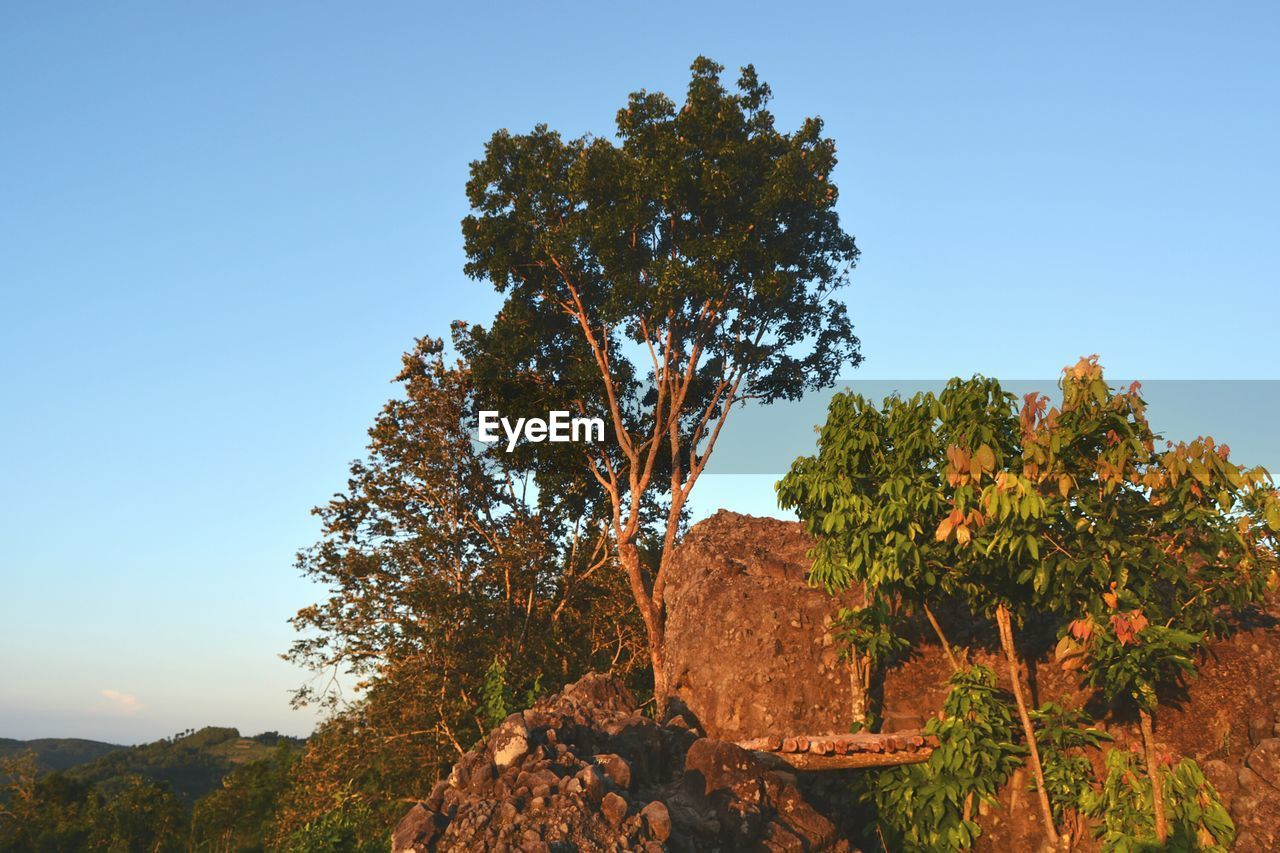 LOW ANGLE VIEW OF TREE AGAINST SKY