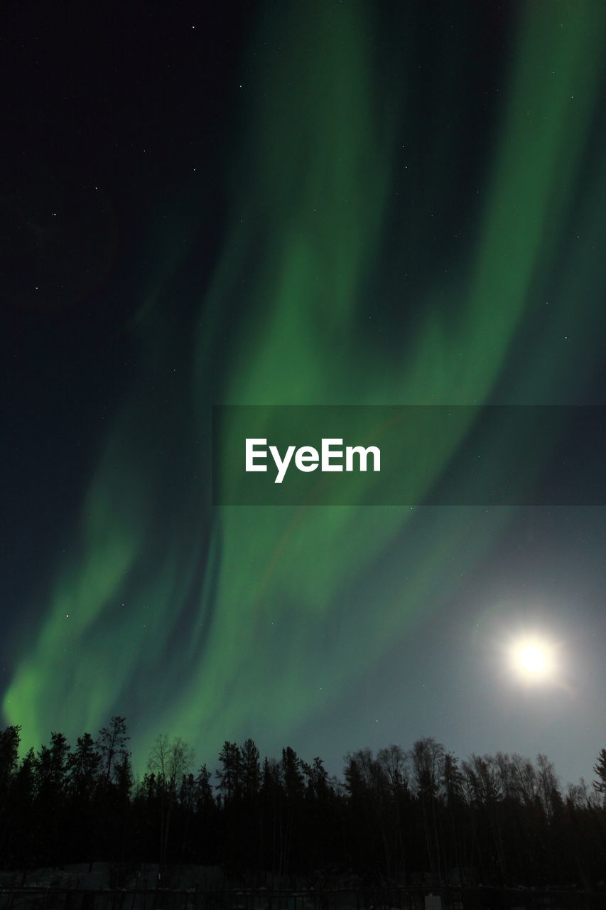 Low angle view of illuminated trees against sky at night