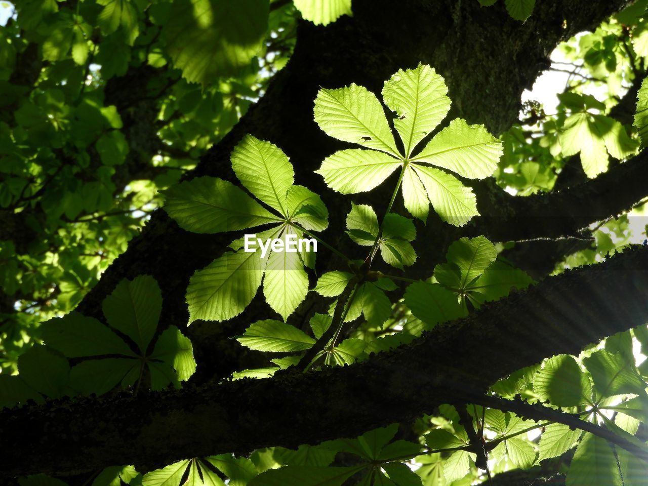 Close-up of green leaves