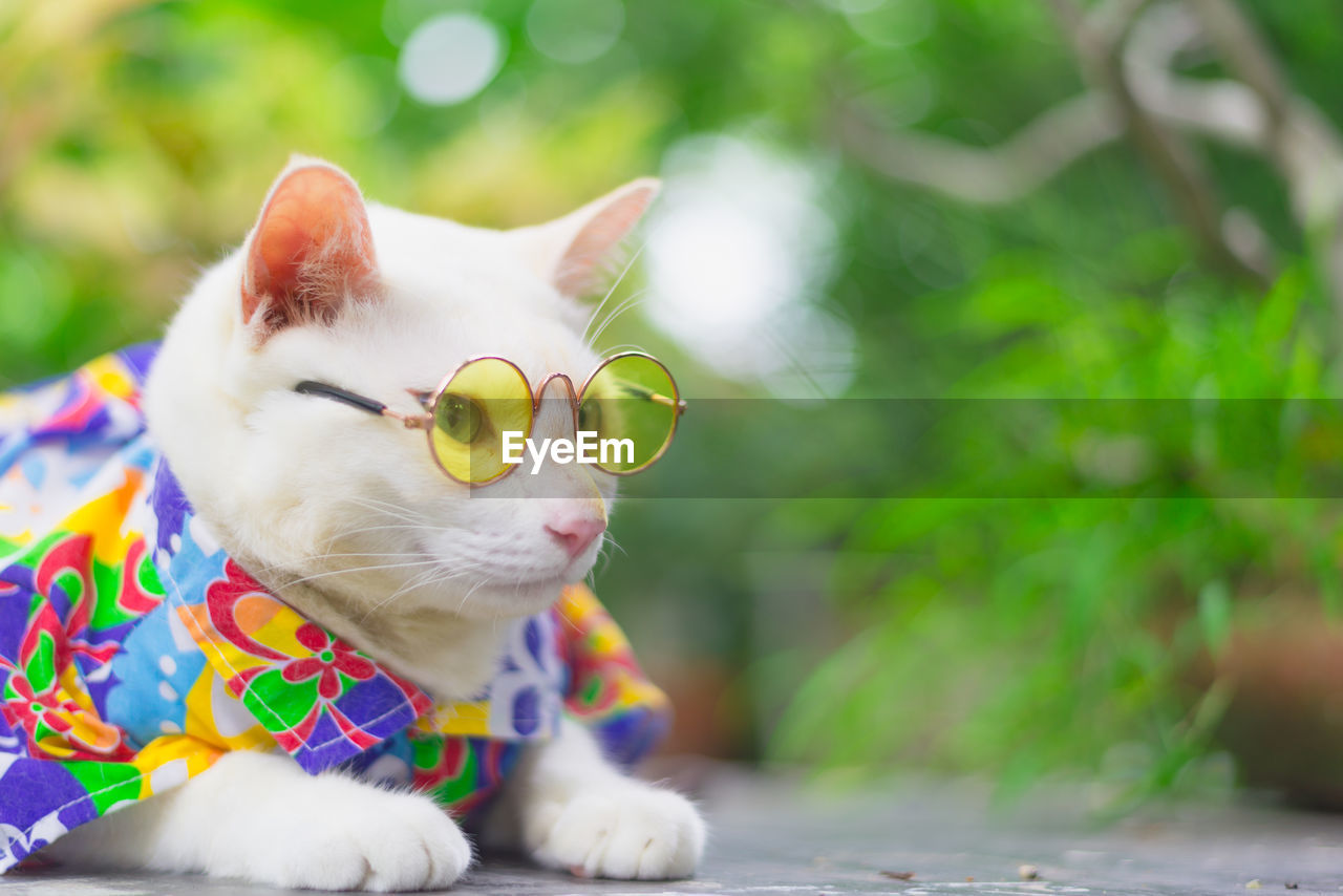 Cat wearing colorful pet clothing and sunglasses in park