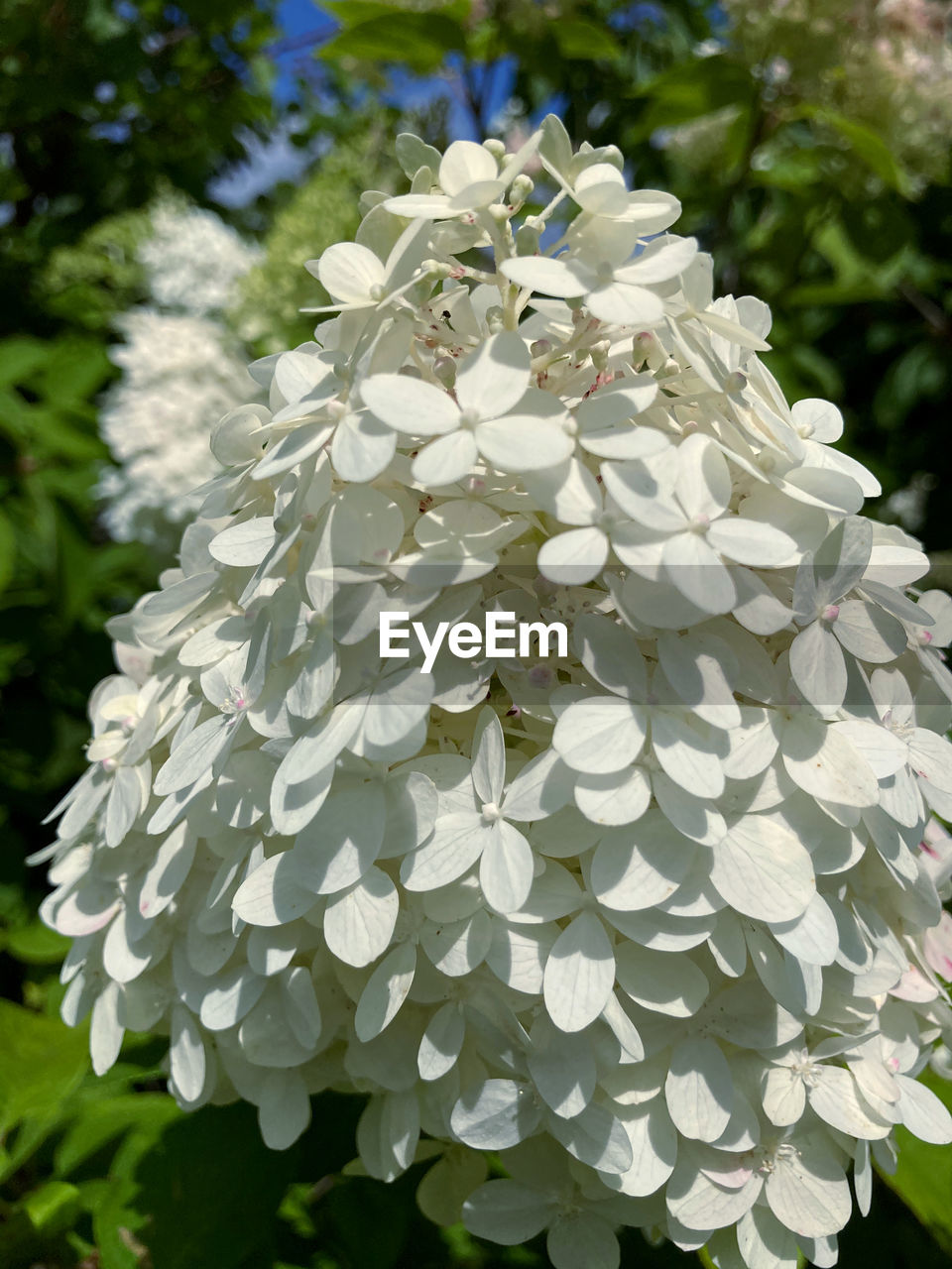 CLOSE-UP OF WHITE FLOWERING PLANT WITH FLOWERS