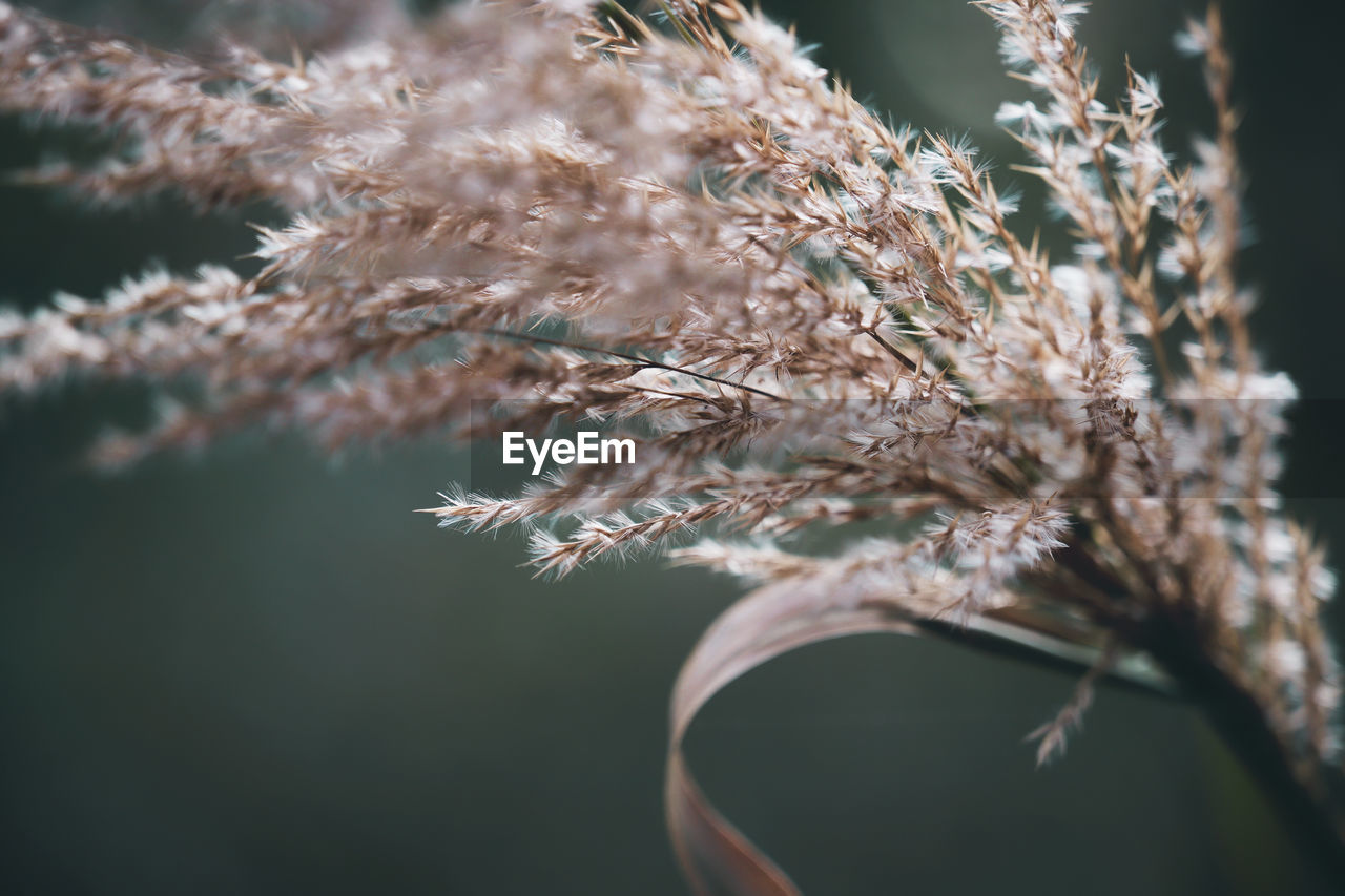 Beautiful Grass Nature Tree Wonderful Beauty In Nature Blooming Blossom Close-up Flowers Forest Garden Outdoors Selective Focus Spring Springtime Weed