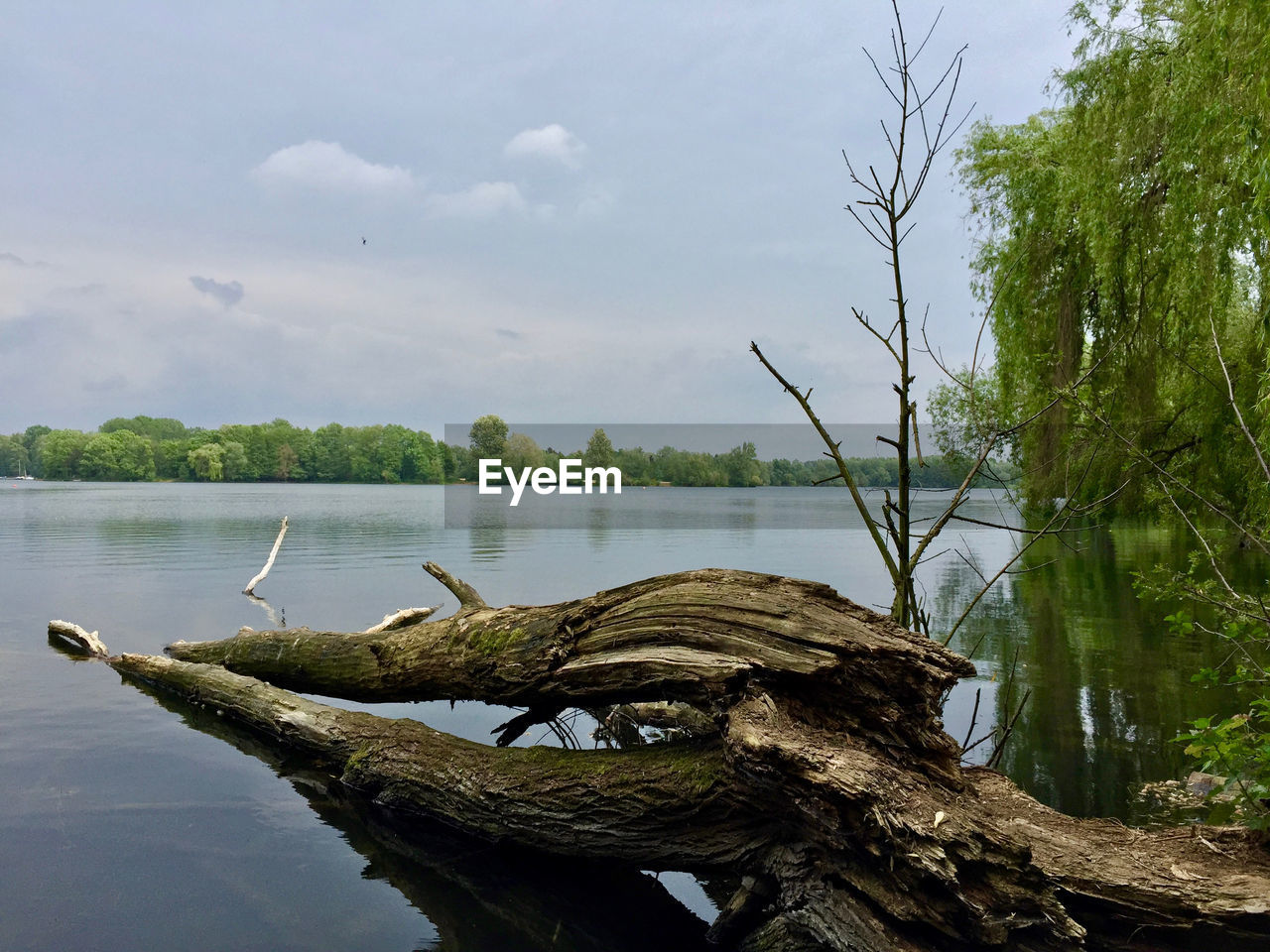 DRIFTWOOD ON TREE BY LAKE