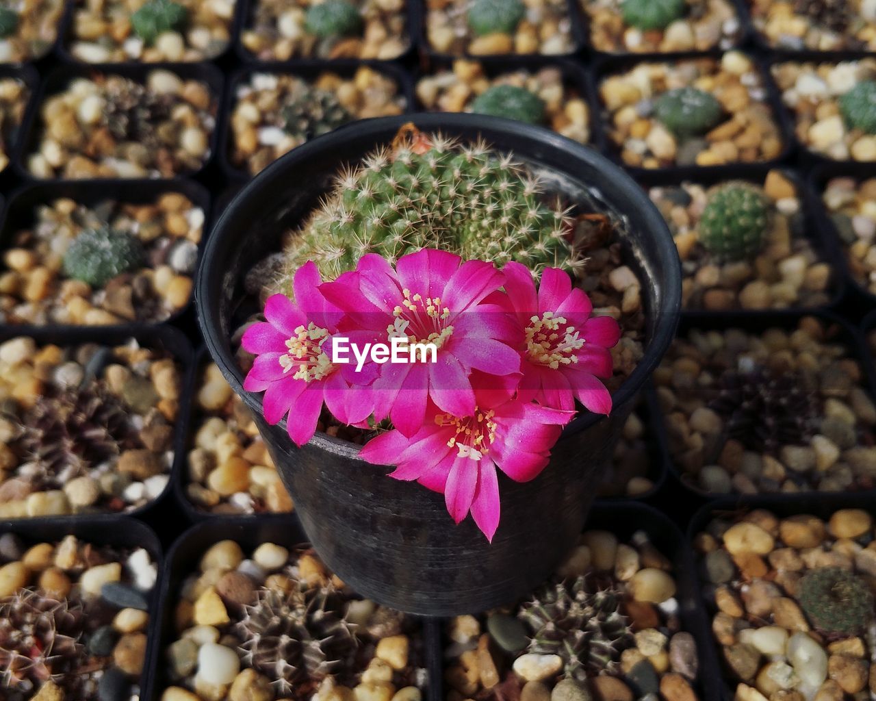 High angle view of pink flower pot on potted plant