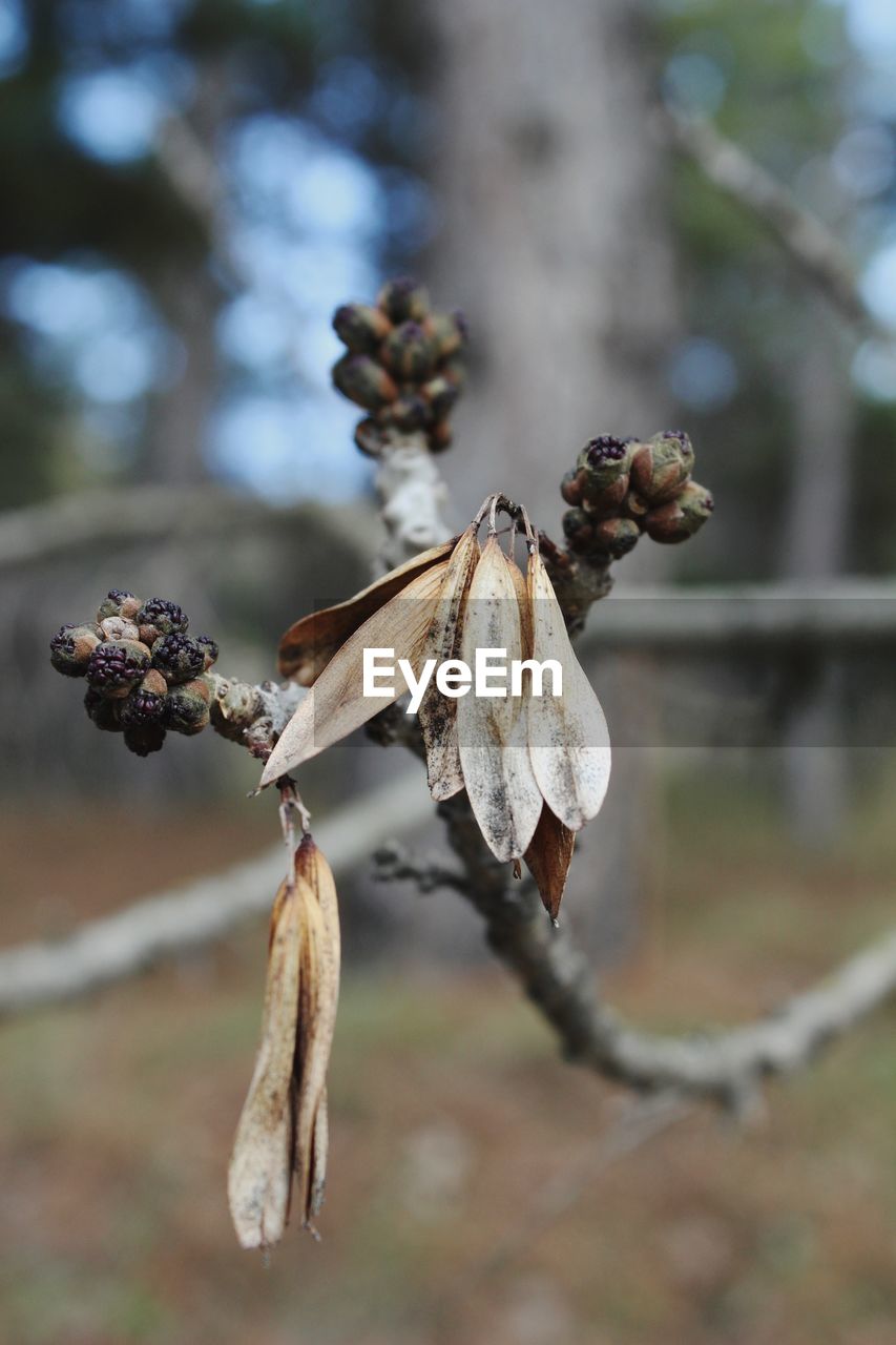 Close-up of dried plant