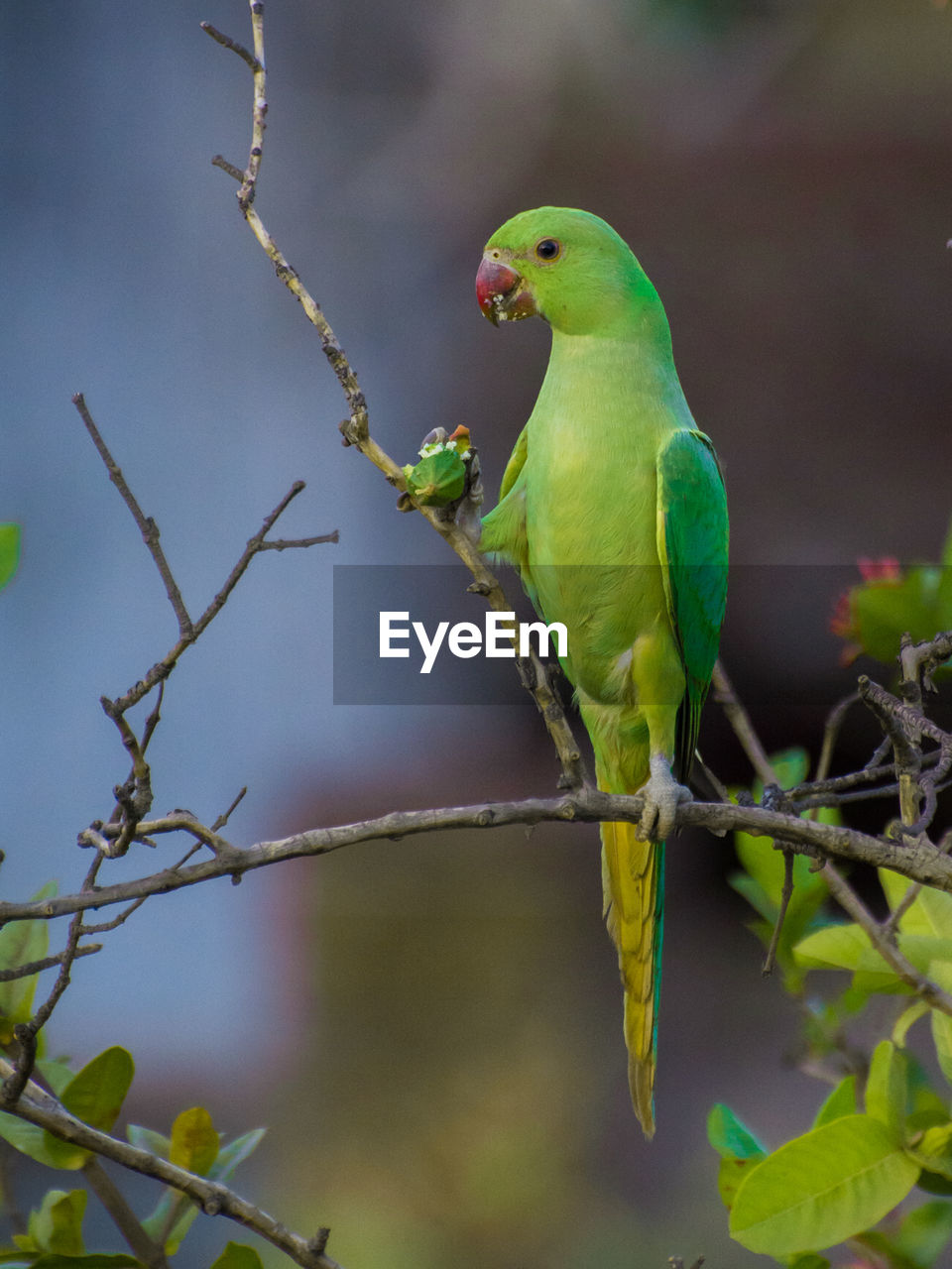 Parrot eating fruit on tree