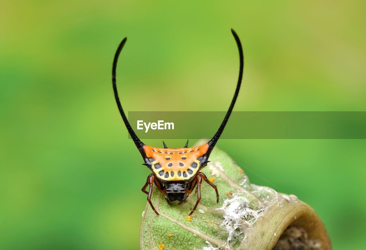 CLOSE-UP OF BUTTERFLY ON GREEN LEAF