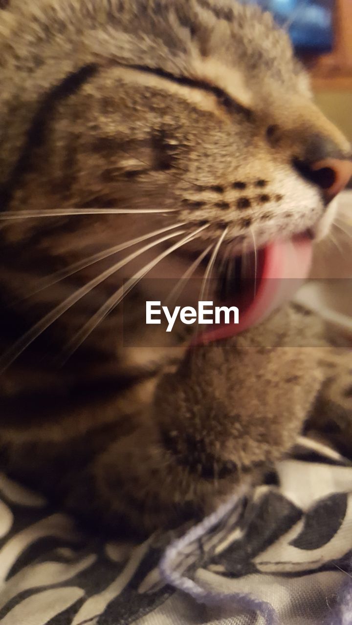 CLOSE-UP OF CAT ON BED