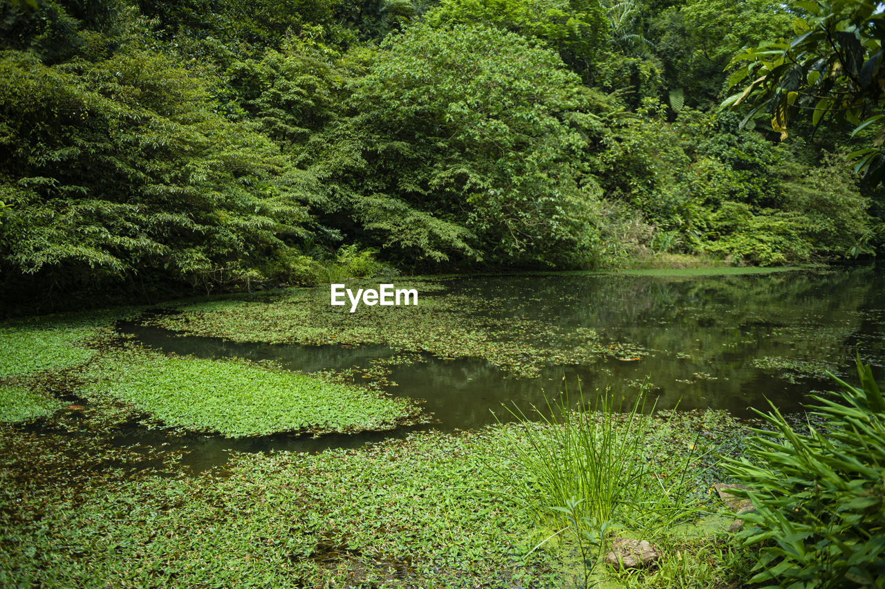 Scenic view of lake in forest