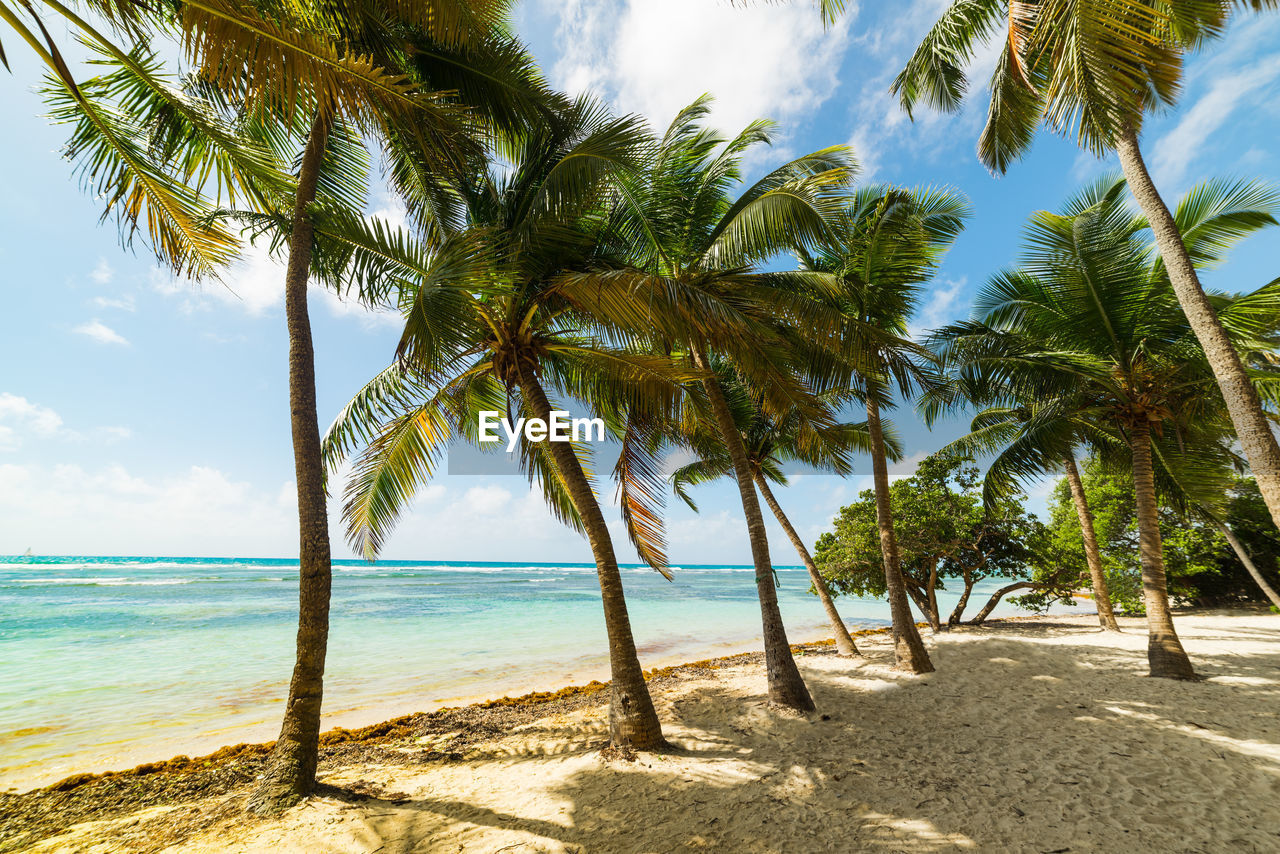 SCENIC VIEW OF PALM TREES AT BEACH AGAINST SKY