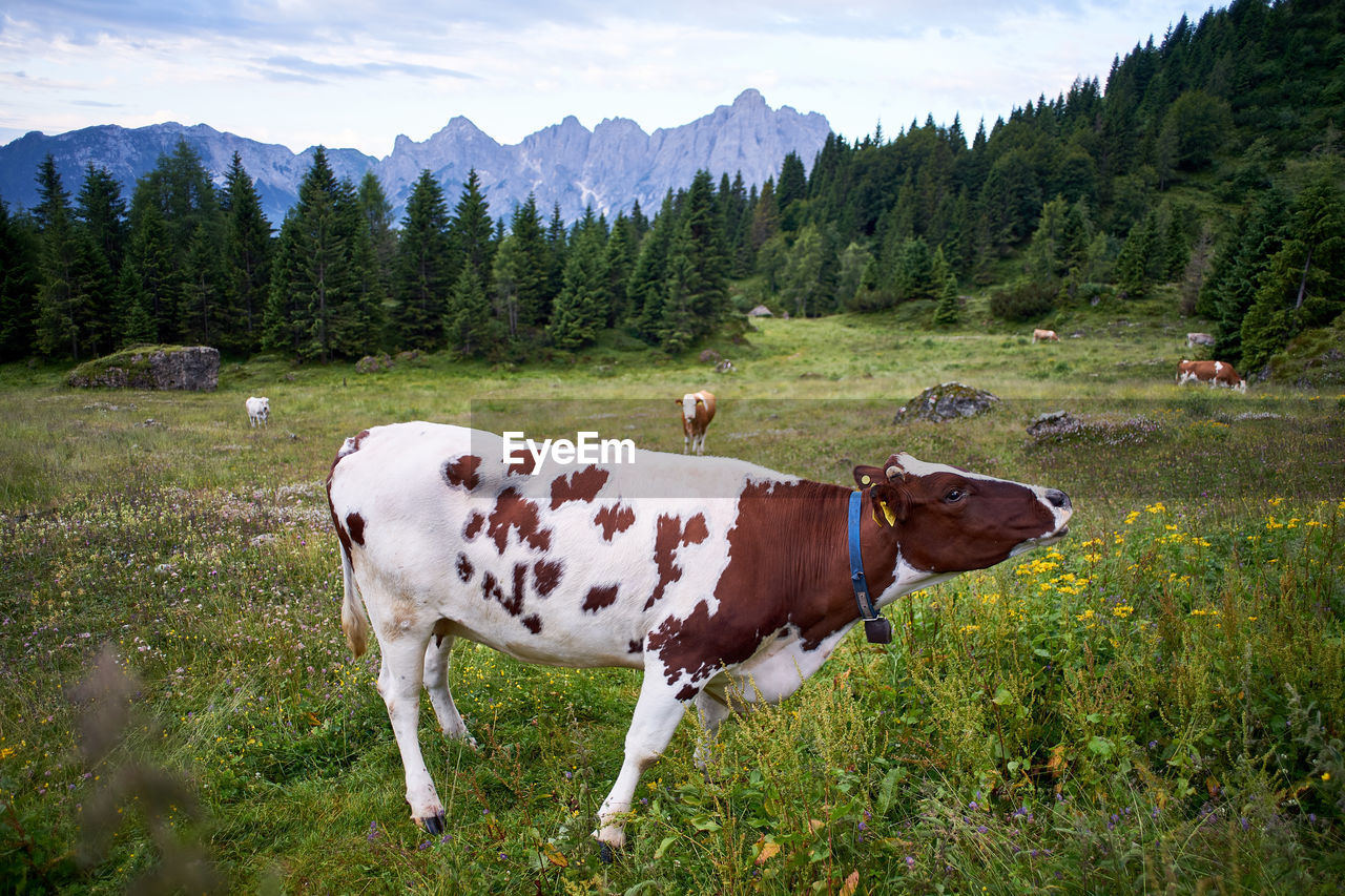 Cow standing on field