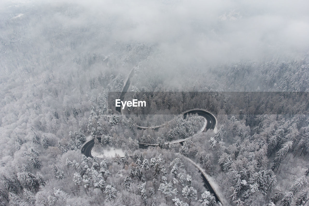 HIGH ANGLE VIEW OF TREES ON LAND