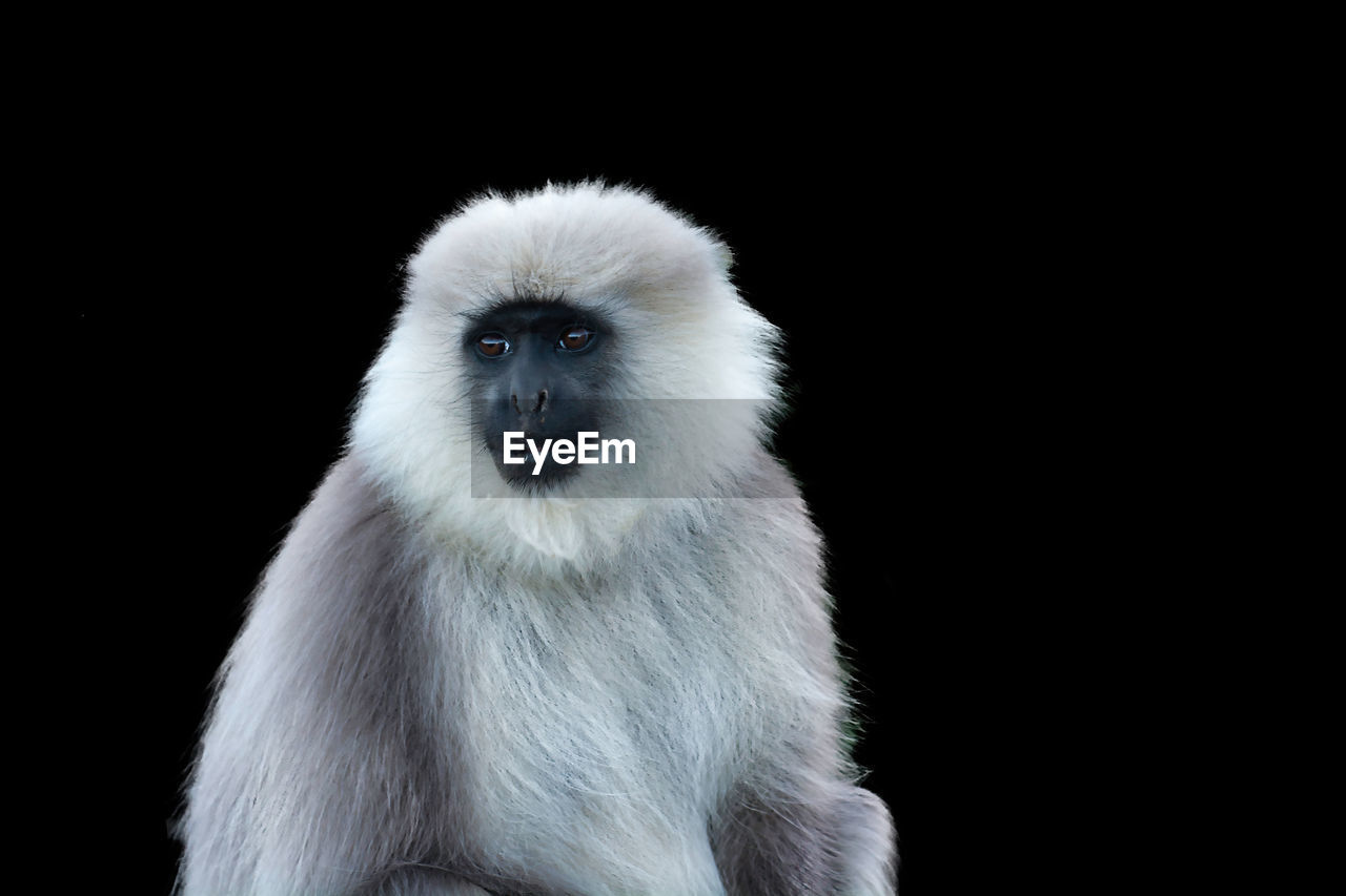 Close-up portrait of a monkey