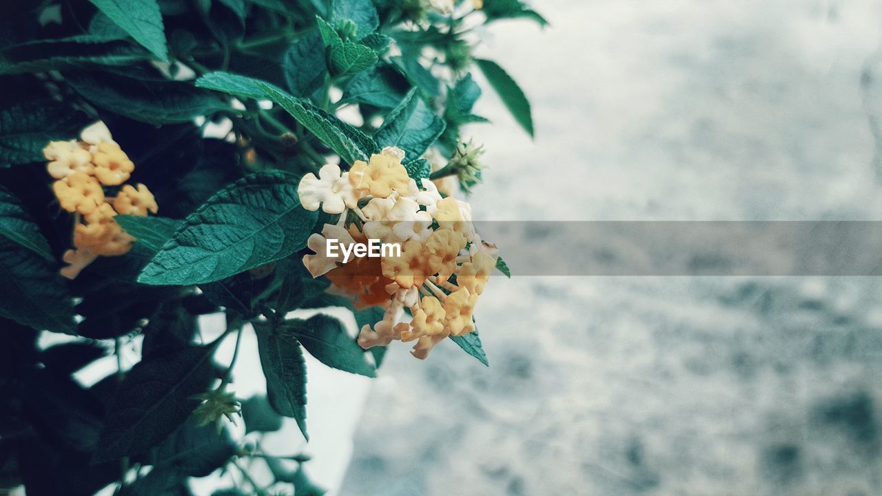 Close-up of flowering plant