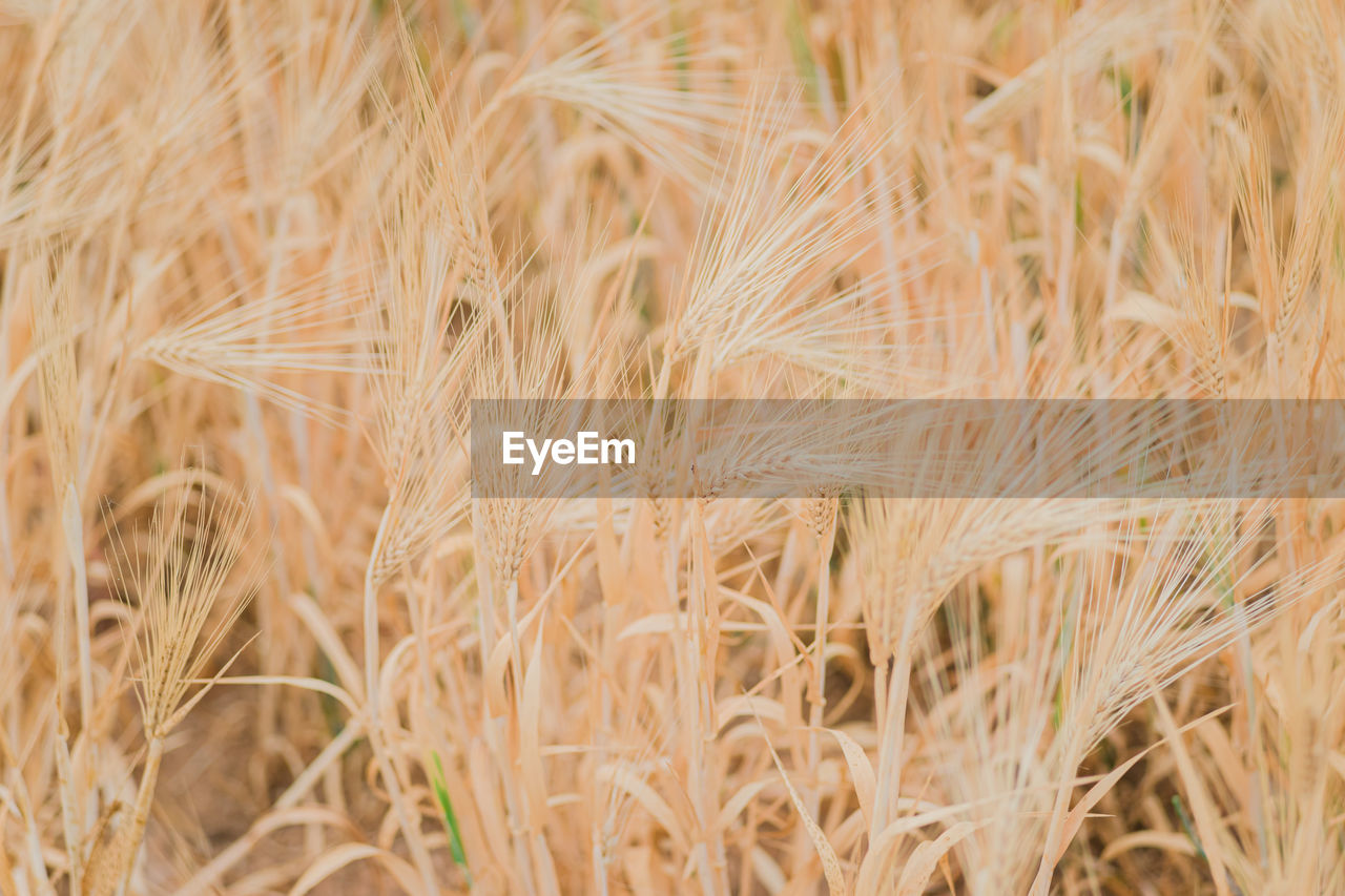 CLOSE-UP OF WHEAT CROP
