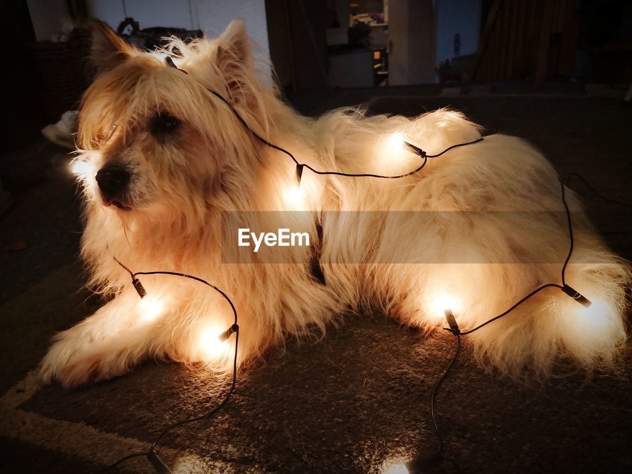 Close-up of dog relaxing on floor