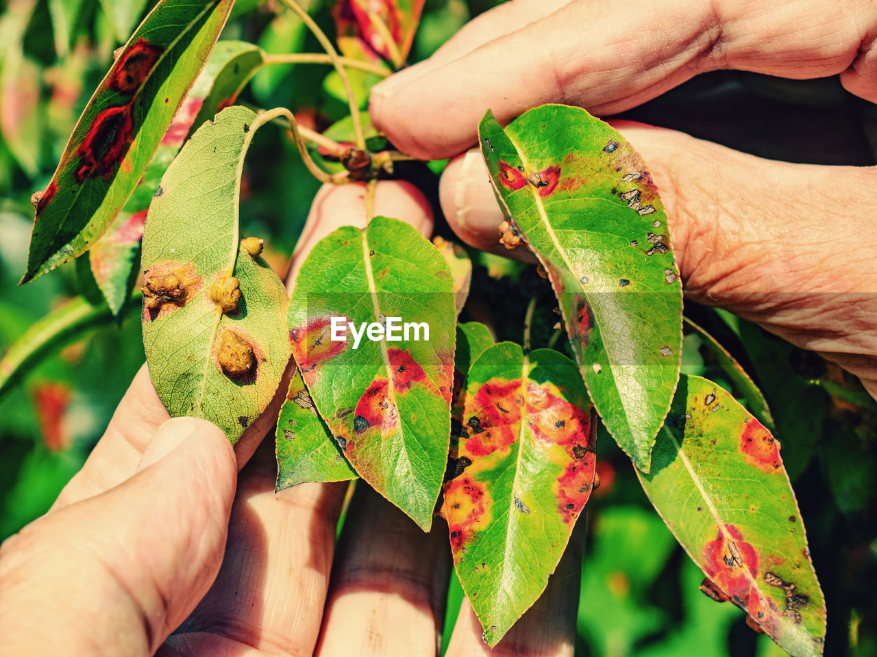 Red dots disease of pear leaves. puccinia recondita spots. gardener shows damage to rot and parasite