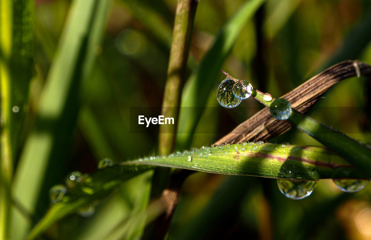 CLOSE-UP OF WATER DROPS ON GRASS