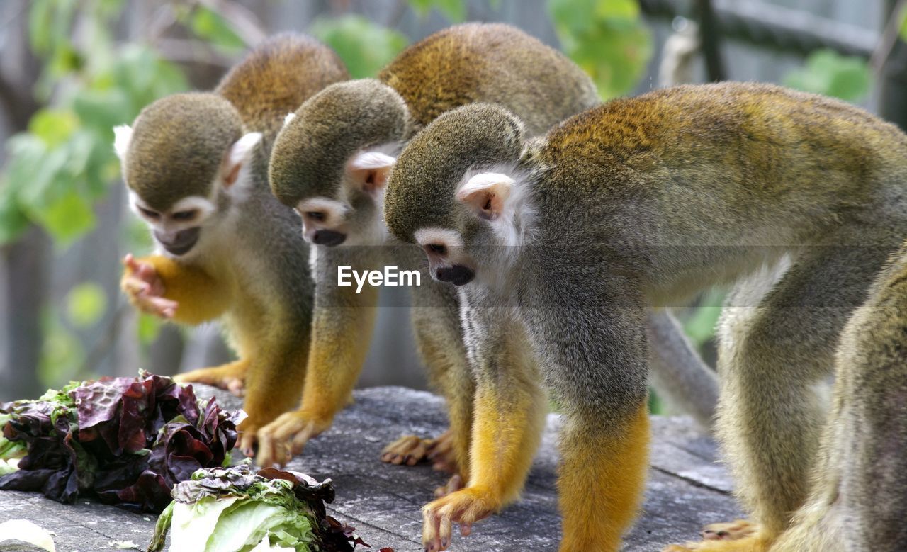 CLOSE-UP OF MONKEY EATING FRUIT ON A FIELD