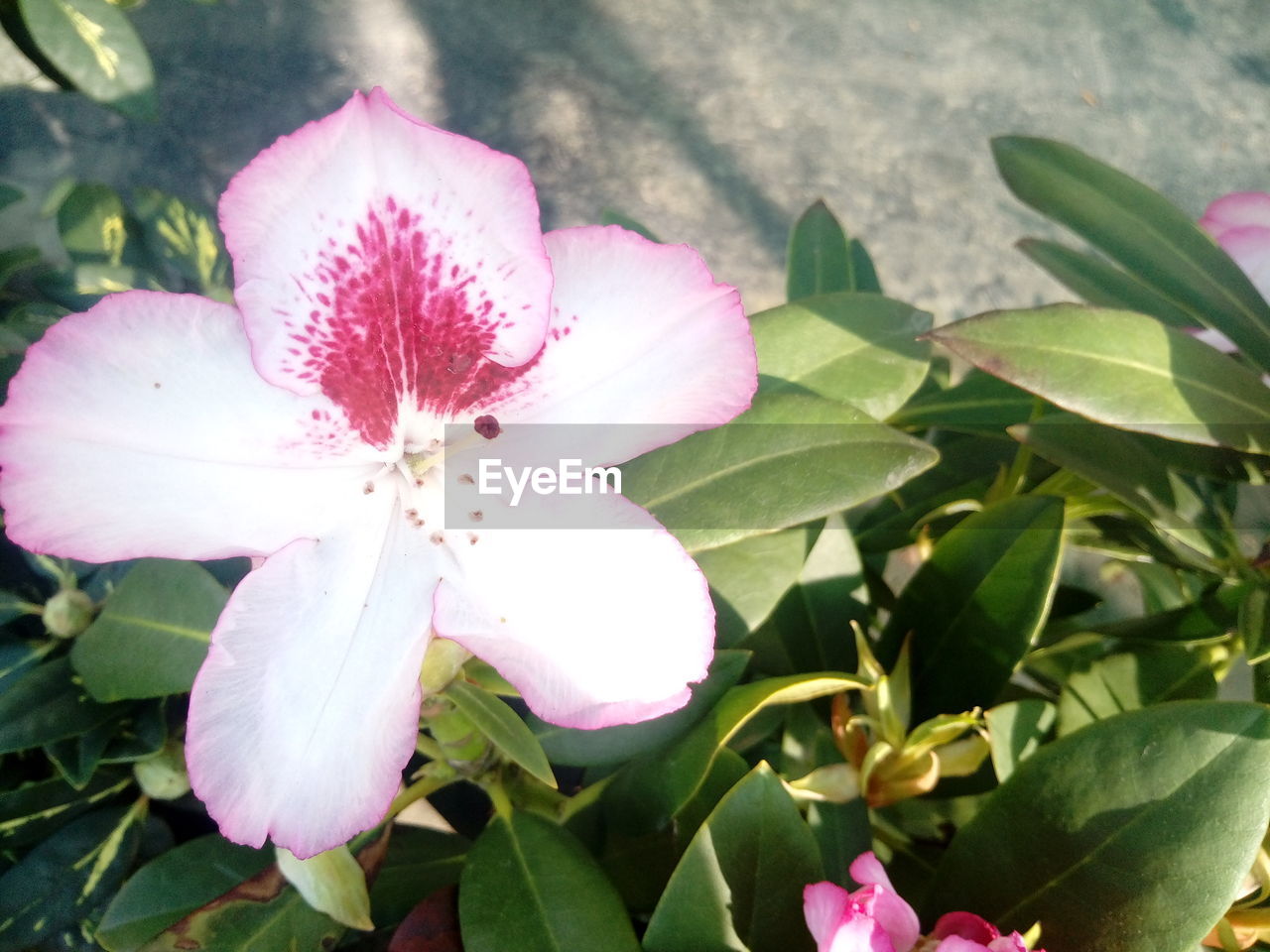 CLOSE-UP OF FRESH PINK FLOWERS BLOOMING OUTDOORS