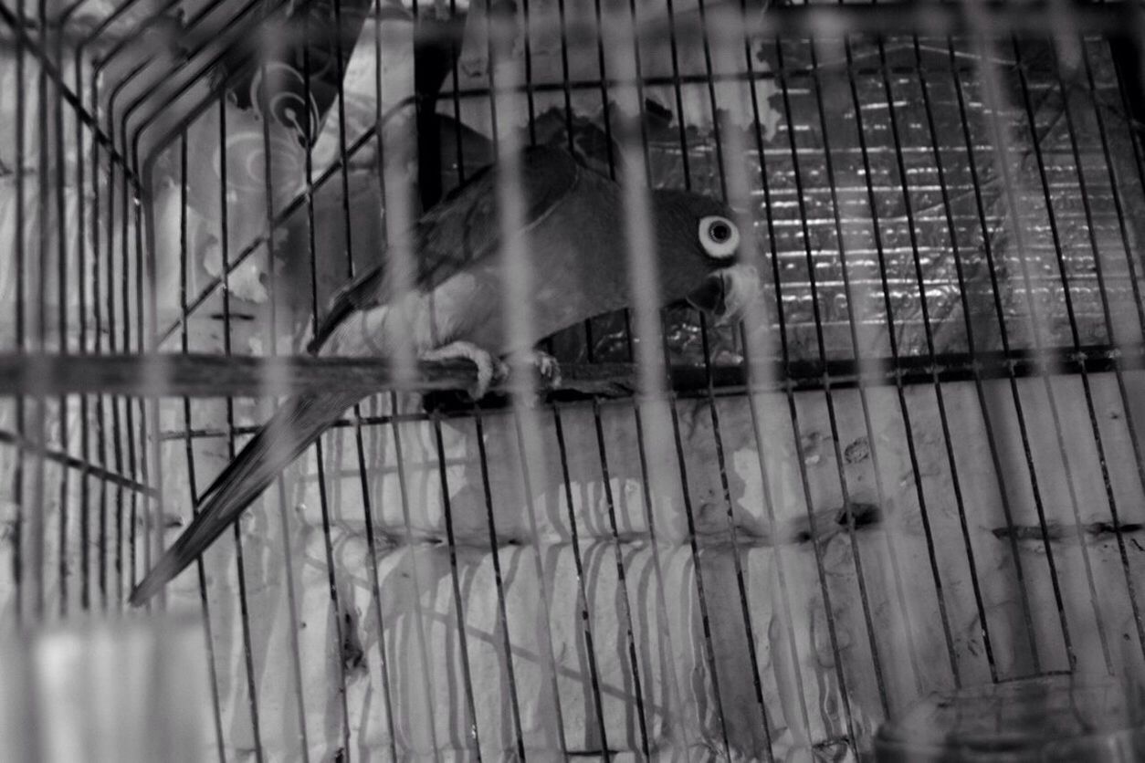 cage, trapped, prison, prison cell, indoors, no people, prisoner, law, close-up, bird, day, animal themes, confined space
