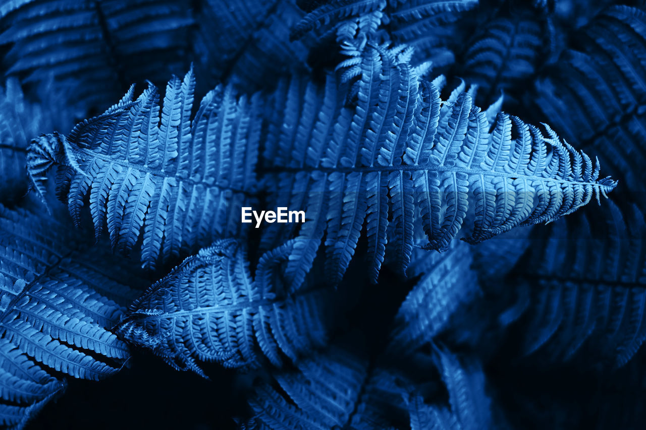 Beautiful fresh fern leaves colored in blue. natural floral trendy color background. 