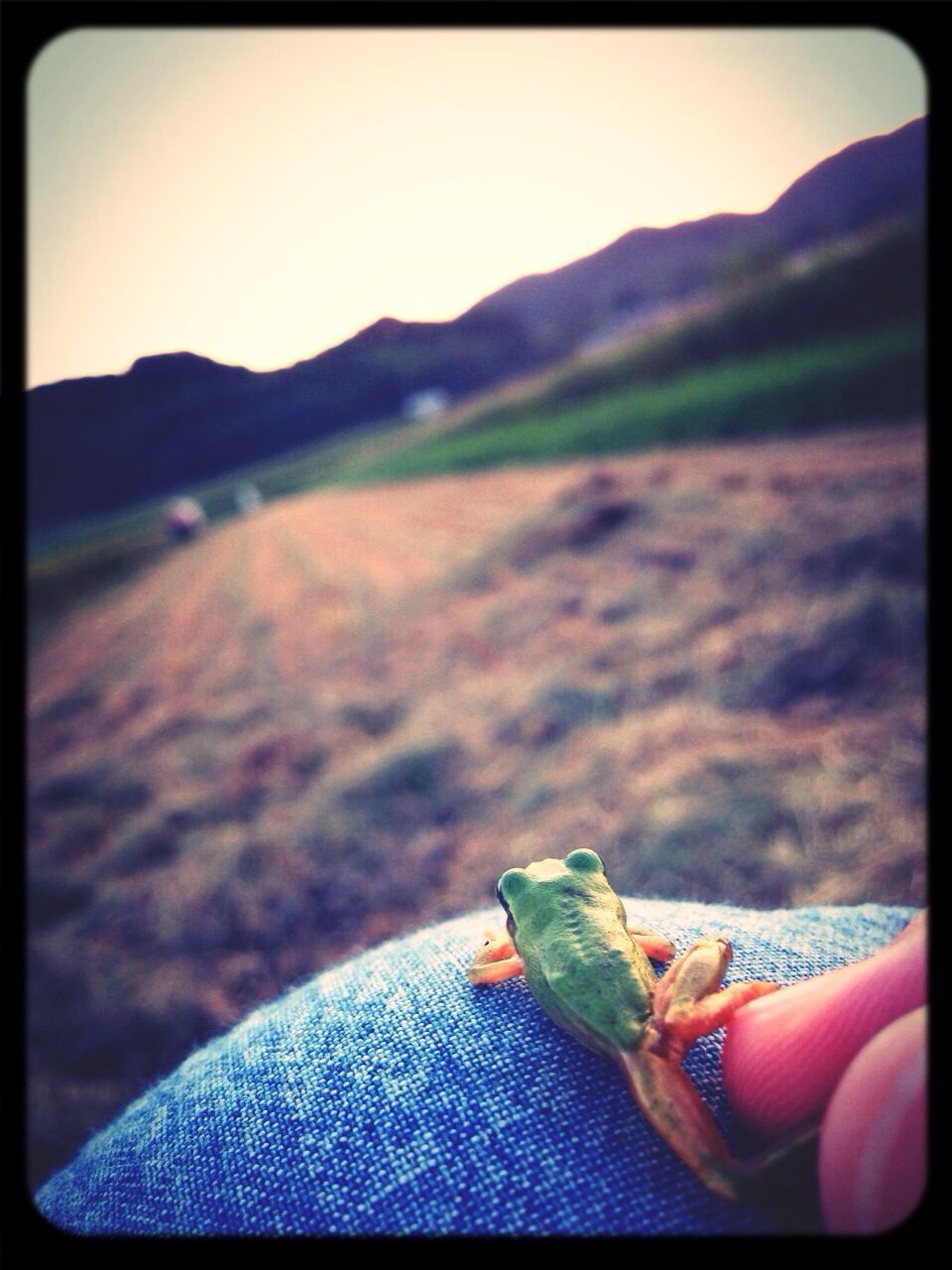 Cropped image of person holding frog on field against clear sky