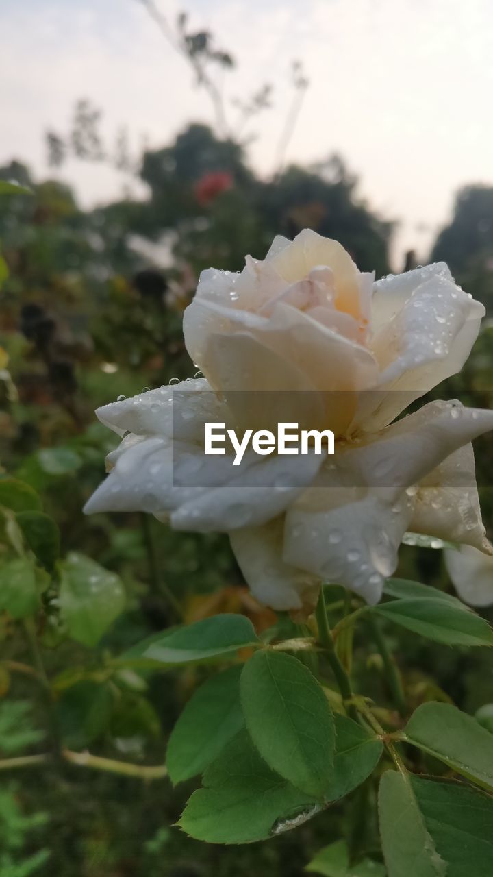 CLOSE-UP OF WHITE ROSE IN PLANT