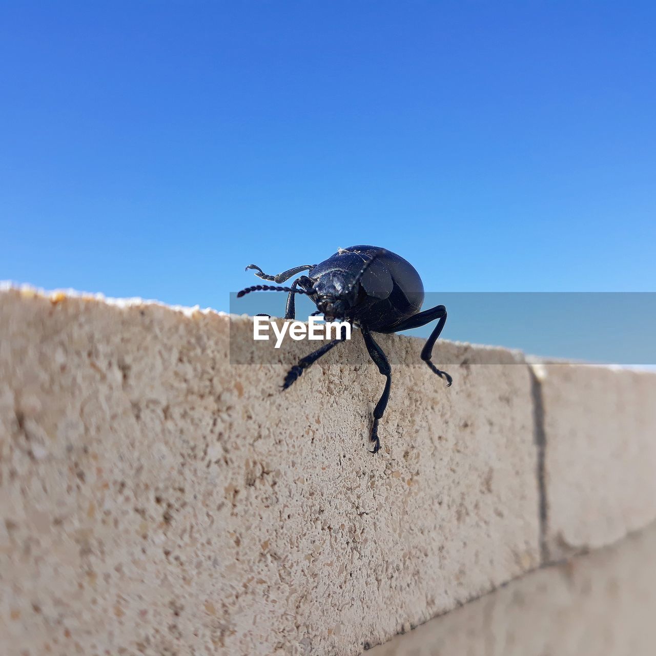 Insect on wall