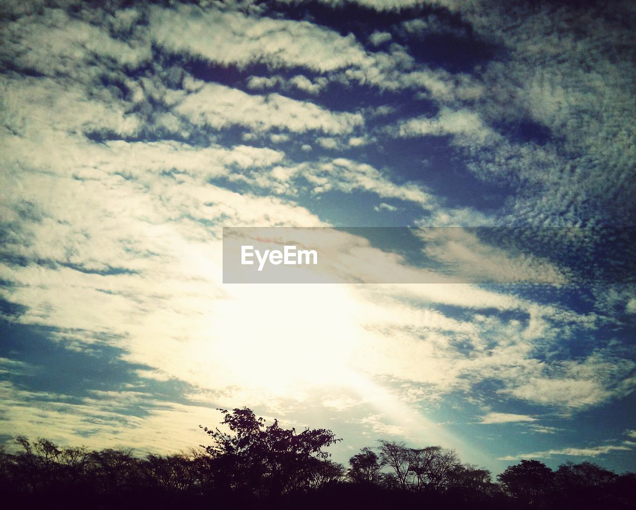 LOW ANGLE VIEW OF TREES AGAINST CLOUDY SKY