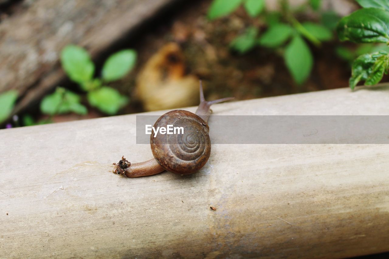 CLOSE-UP OF SNAIL ON A WALL