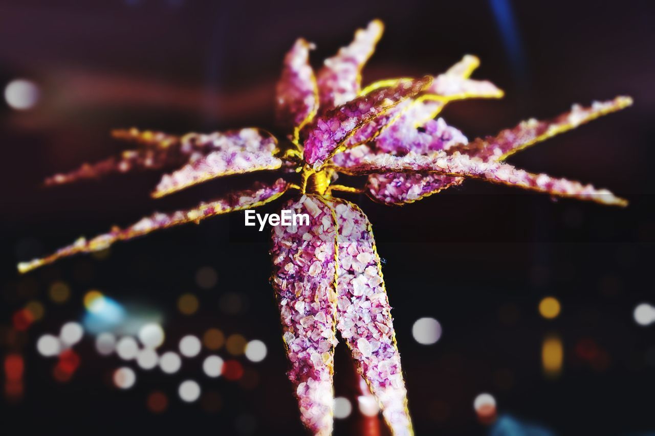 Close-up of purple flower at night