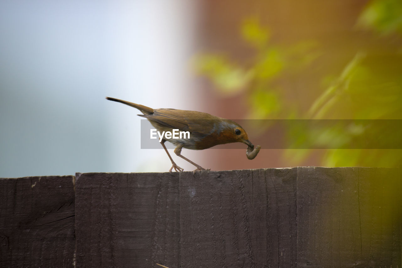 Close-up of bird feeding on wooden fence
