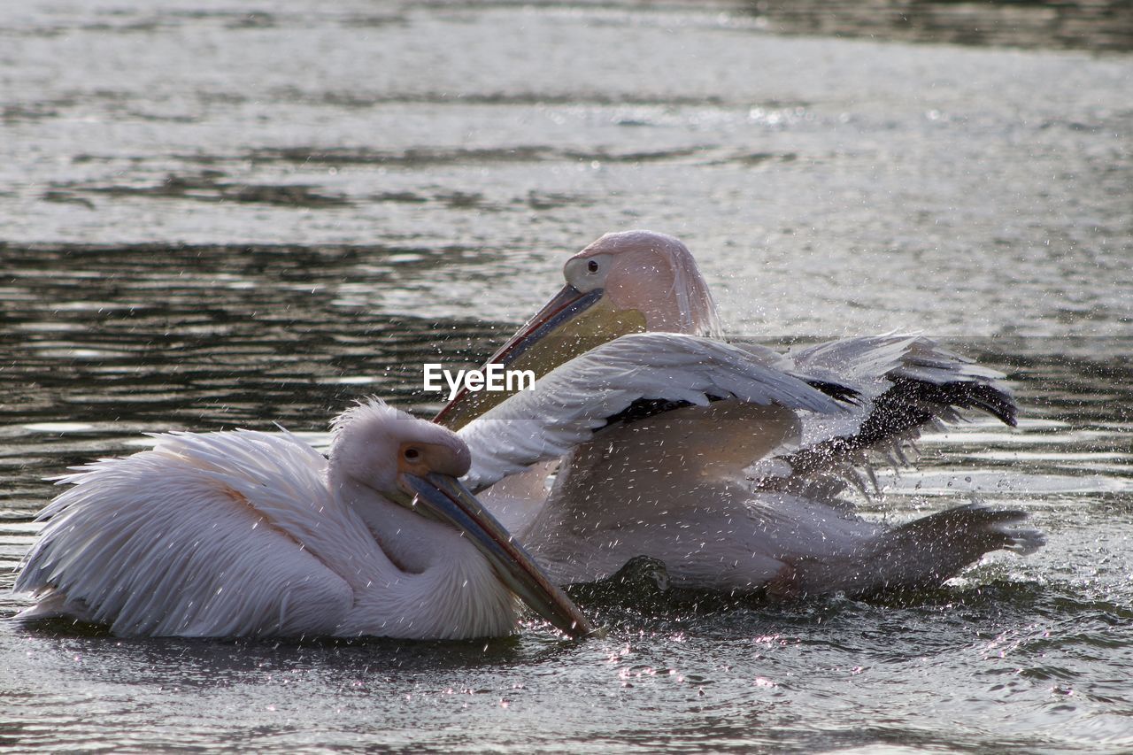 BIRDS IN A LAKE