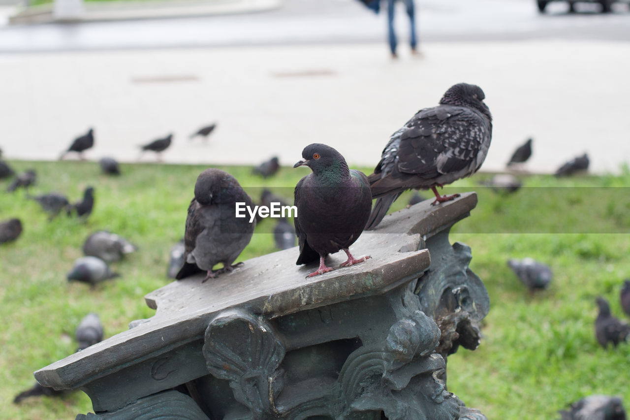 PIGEONS PERCHING ON WOOD