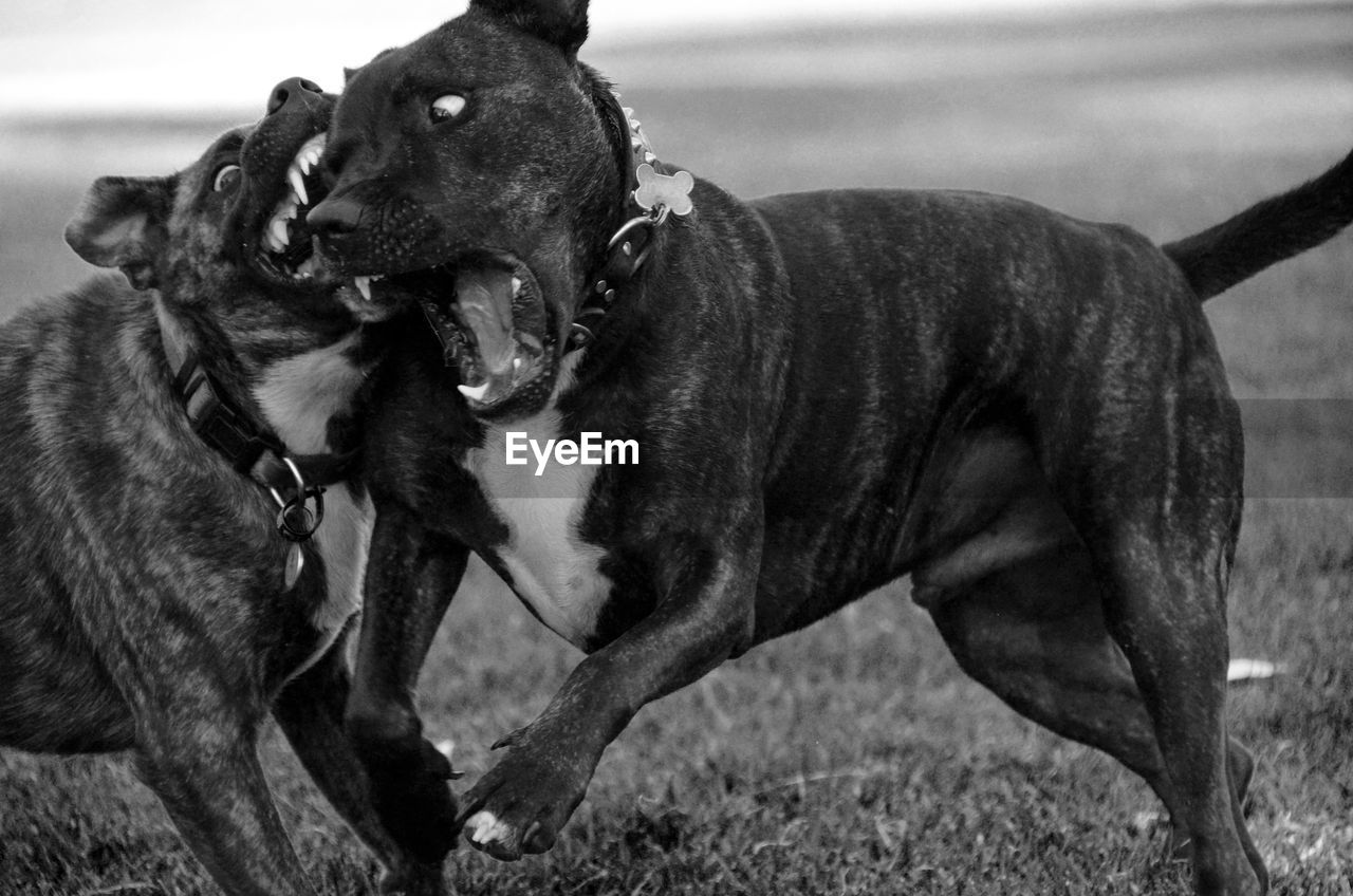 Staffordshire bull terriers playing on grassy field at park