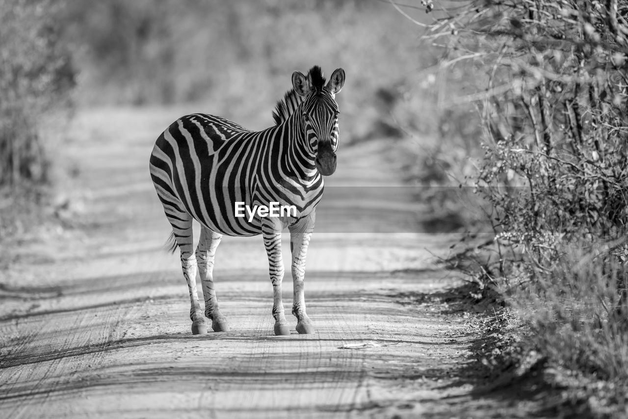 ZEBRAS STANDING ON FIELD