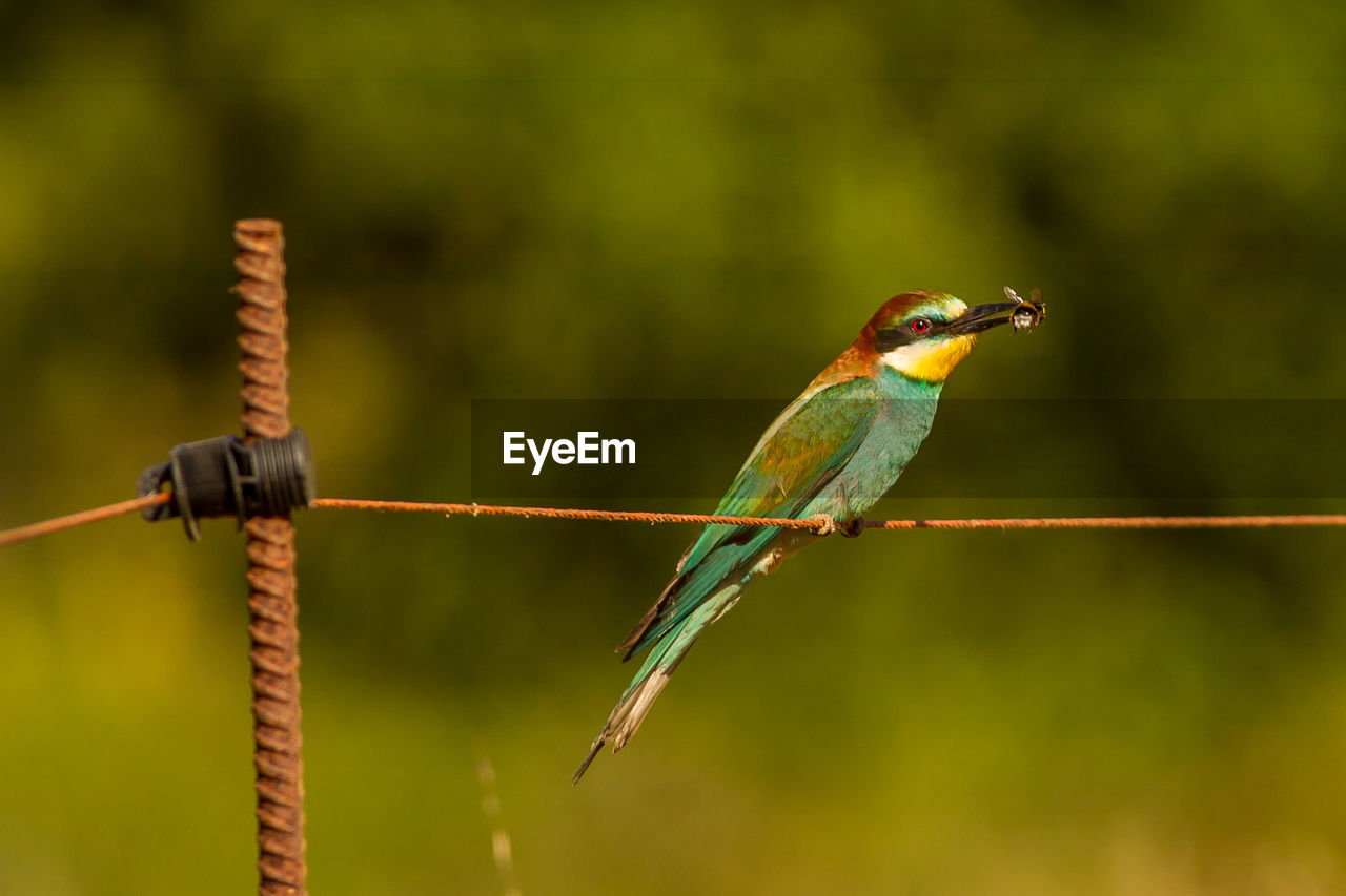 Close-up of european bee-eater