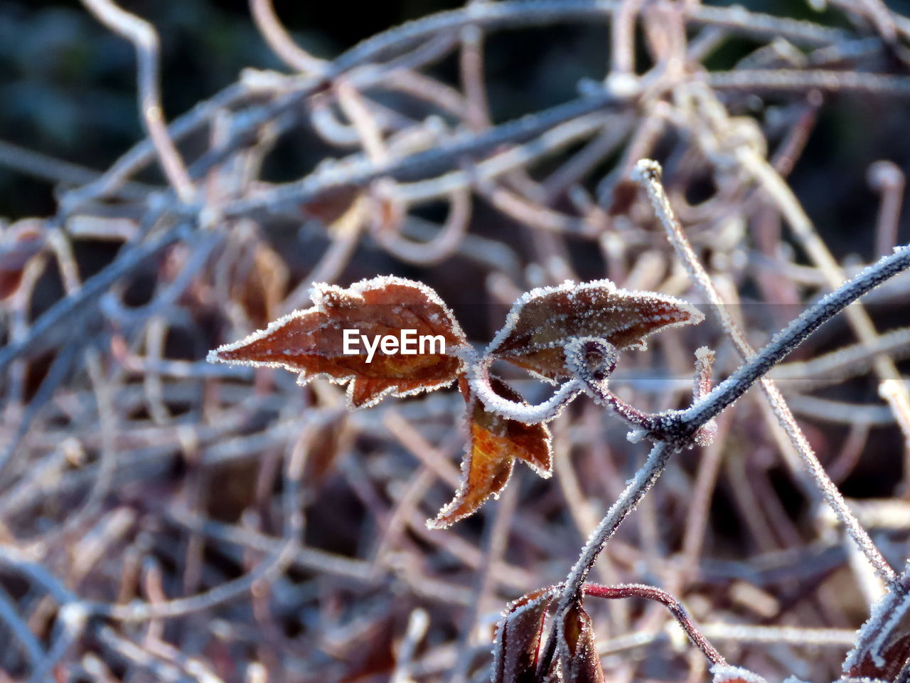 Close-up of dry leaves on frozen plant