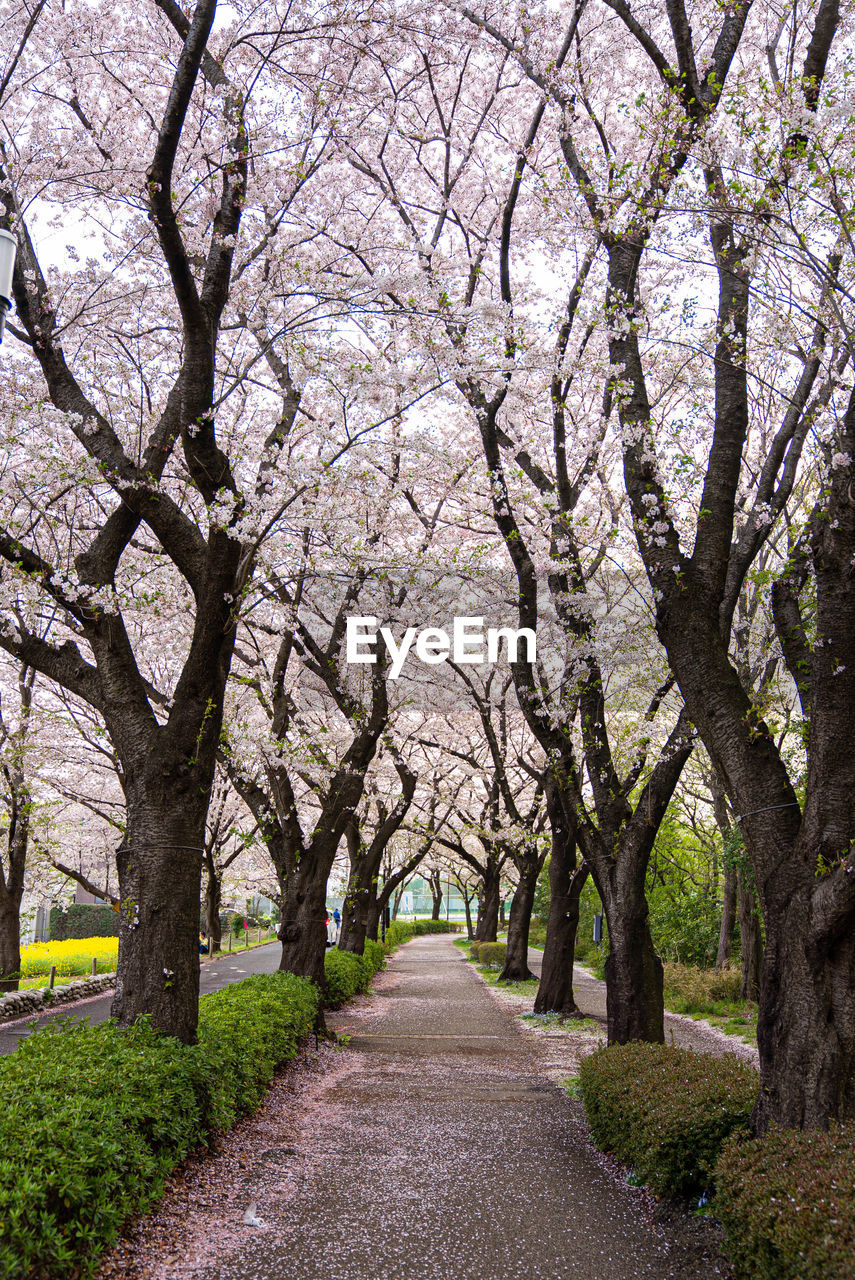 VIEW OF CHERRY BLOSSOM TREES ALONG PLANTS